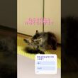 むにゅむにゅ職人現る #cat #猫 #毛づくろい #shorts
