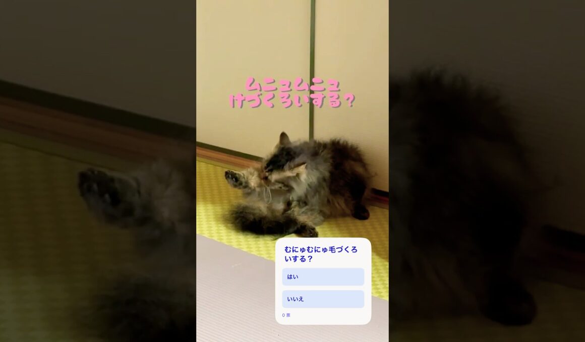 むにゅむにゅ職人現る #cat #猫 #毛づくろい #shorts