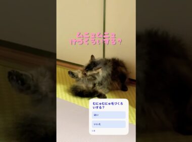 むにゅむにゅ職人現る #cat #猫 #毛づくろい #shorts