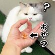 手で輪っかをつくっておやつを置いたら猫がかしこいかどうか分かるらしいのでテストしてみた結果…