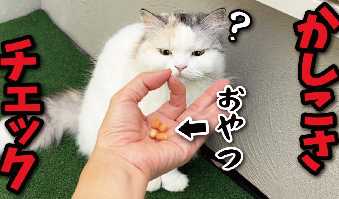 手で輪っかをつくっておやつを置いたら猫がかしこいかどうか分かるらしいのでテストしてみた結果…