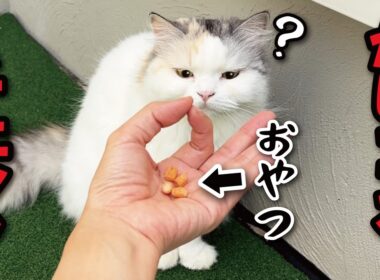 手で輪っかをつくっておやつを置いたら猫がかしこいかどうか分かるらしいのでテストしてみた結果…