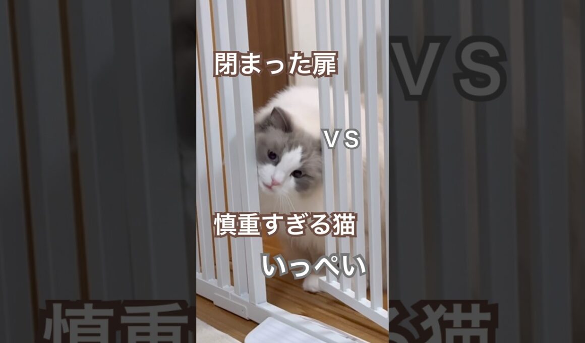閉まった扉vs慎重すぎる猫いっぺい😅💕#ラグドール #猫のいる暮らし #猫好きさんと繋がりたい #ねこ動画