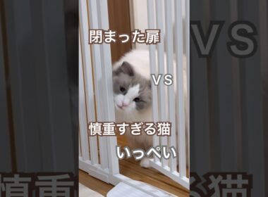 閉まった扉vs慎重すぎる猫いっぺい😅💕#ラグドール #猫のいる暮らし #猫好きさんと繋がりたい #ねこ動画