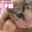 進撃の子猫  ゴミ箱に棄てられてボッチになったキンちゃん  Day13　　2026 04 28 2