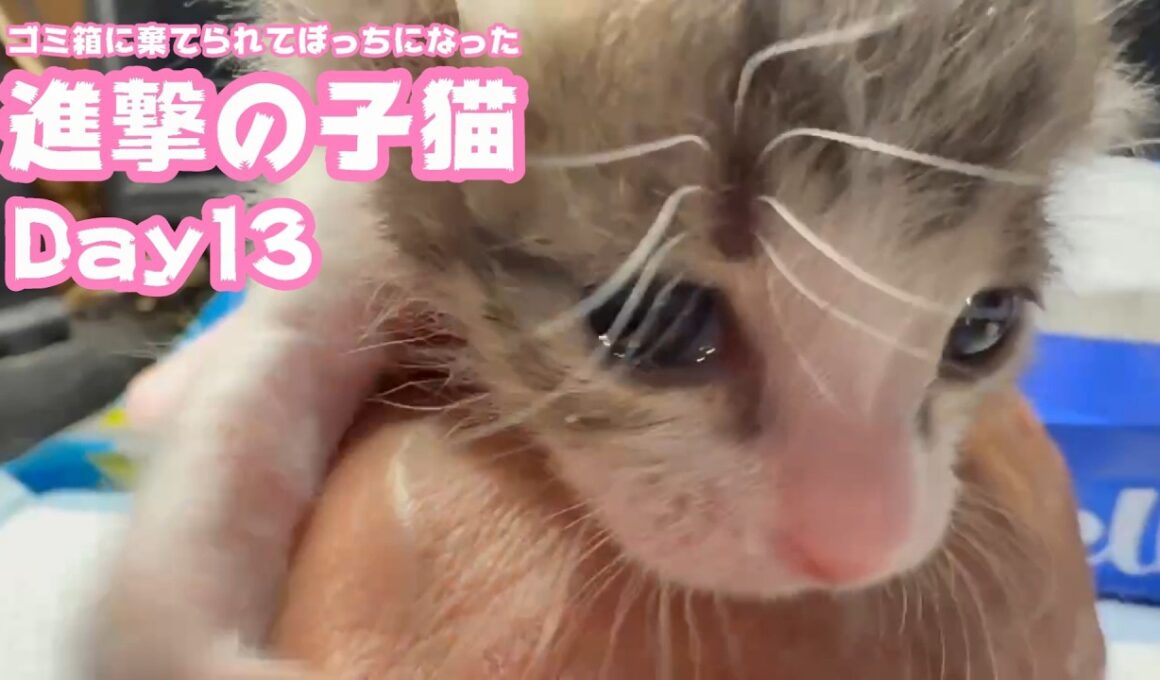 進撃の子猫  ゴミ箱に棄てられてボッチになったキンちゃん  Day13　　2026 04 28 2