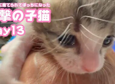 進撃の子猫  ゴミ箱に棄てられてボッチになったキンちゃん  Day13　　2026 04 28 2