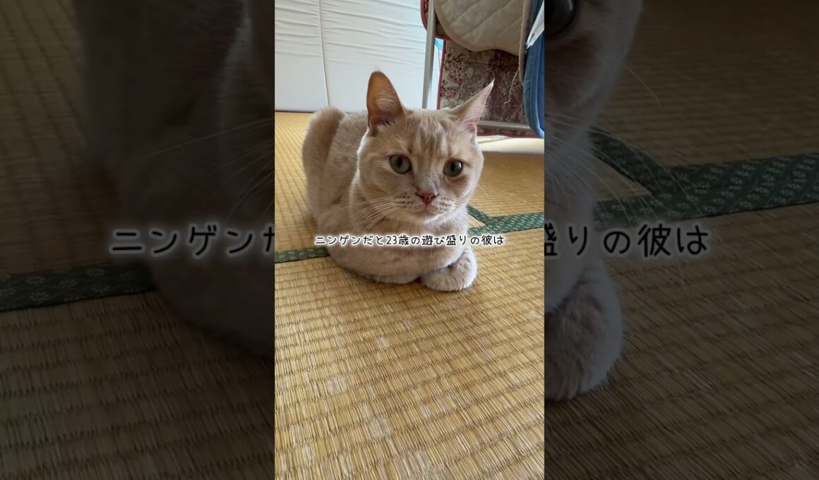 里親になりもうすぐ3ヶ月 #cat #ねこ #スコテッシュフォールド #フォーン