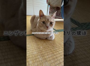 里親になりもうすぐ3ヶ月 #cat #ねこ #スコテッシュフォールド #フォーン