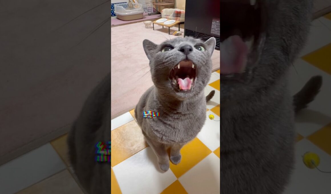 【ロシアンブルー】今朝のめろんも激しめです😗【猫】#shorts