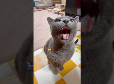 【ロシアンブルー】今朝のめろんも激しめです😗【猫】#shorts