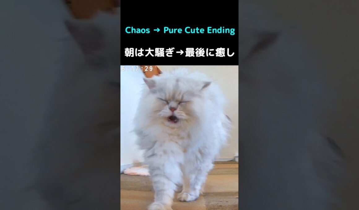 朝から大騒ぎなペルシャ猫3兄妹🐱最後は癒しの伸び〜#猫 #猫動画 #ペルシャ猫 #かわいい猫 #癒し #猫のいる暮らし #多頭飼い #朝のルーティン #猫ショート #動物動