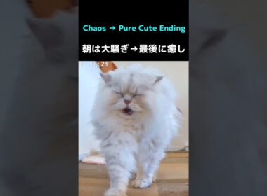 朝から大騒ぎなペルシャ猫3兄妹🐱最後は癒しの伸び〜#猫 #猫動画 #ペルシャ猫 #かわいい猫 #癒し #猫のいる暮らし #多頭飼い #朝のルーティン #猫ショート #動物動