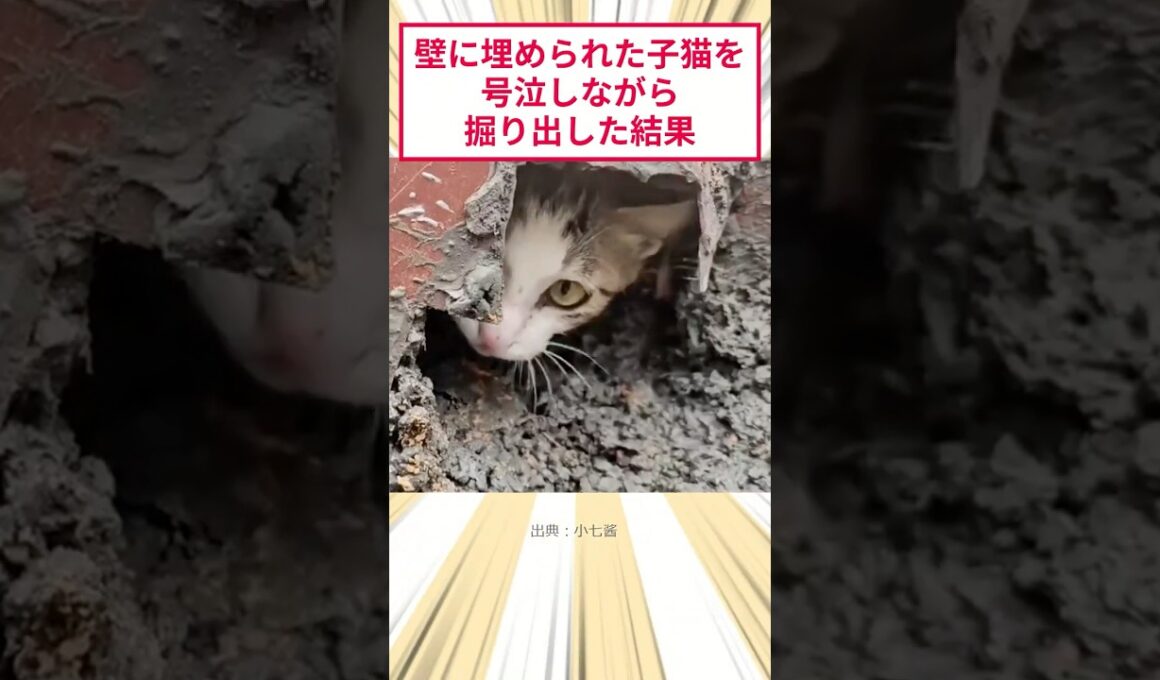 壁に埋められた子猫を号泣しながら掘り出した結果 #2ch動物スレ #猫動画 #猫のいる暮らし #保護猫