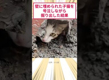 壁に埋められた子猫を号泣しながら掘り出した結果 #2ch動物スレ #猫動画 #猫のいる暮らし #保護猫