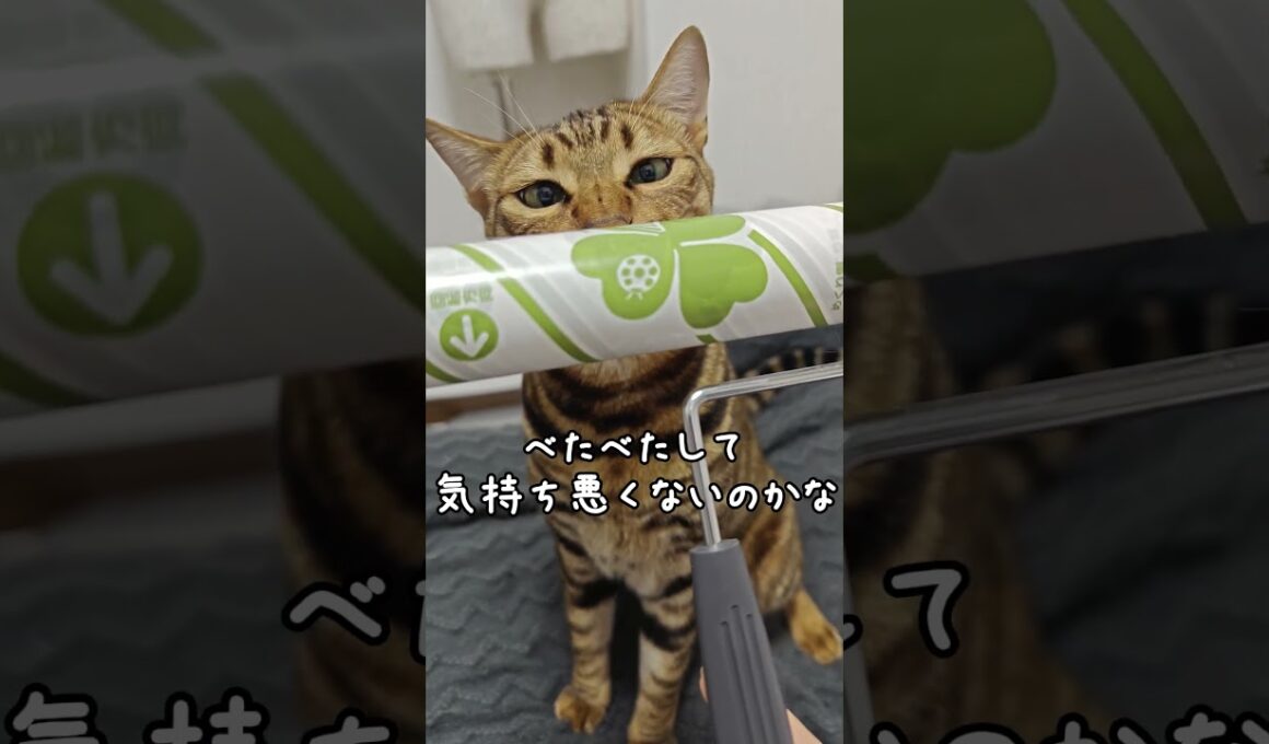 掃除してたら噛みに来たトイガー｜トイガー&ラグドール　#トイガー #ラグドール #catshorts　#猫のいる暮らし #catfunny #大型猫