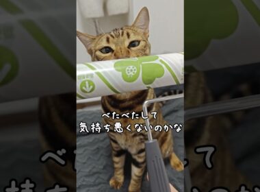 掃除してたら噛みに来たトイガー｜トイガー&ラグドール　#トイガー #ラグドール #catshorts　#猫のいる暮らし #catfunny #大型猫