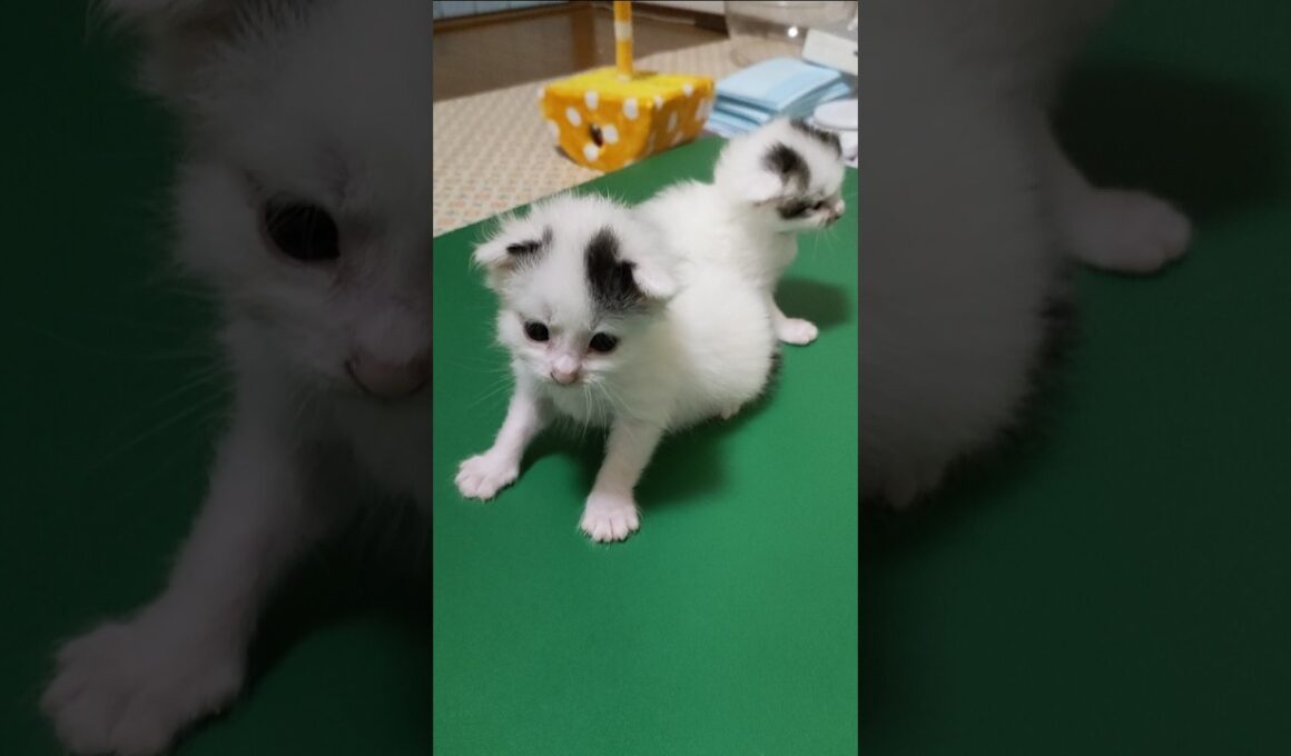 謎のプルプルがかわいすぎる子猫さん😺 #cat #kitten #gatto #好きな子猫 #cute #猫のいる暮らし #子ネコ #エウレカねこ部 #animals #kitty　