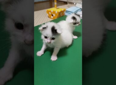 謎のプルプルがかわいすぎる子猫さん😺 #cat #kitten #gatto #好きな子猫 #cute #猫のいる暮らし #子ネコ #エウレカねこ部 #animals #kitty　