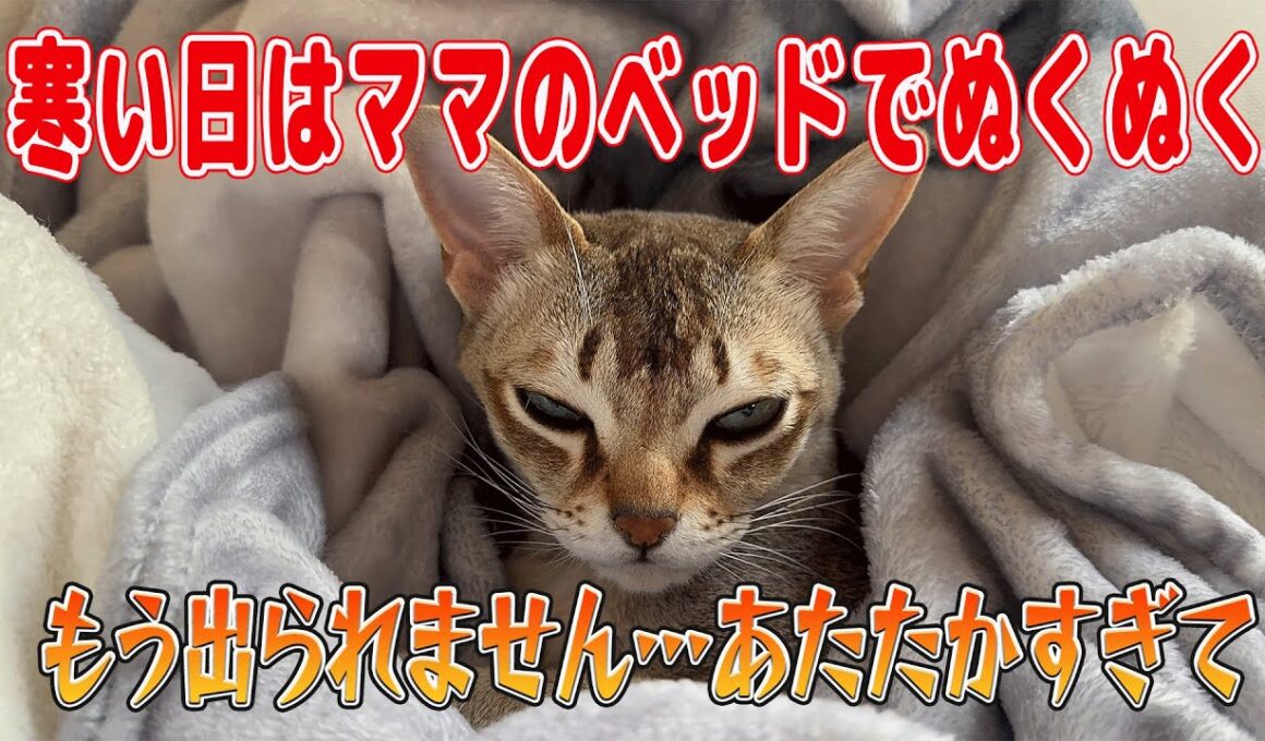 【シンガプーラ】もう出られません…あたたかすぎてベットから出てこない猫！寒い日はママのベッドでぬくぬく！#singapura