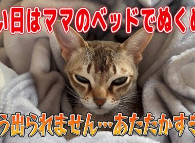 【シンガプーラ】もう出られません…あたたかすぎてベットから出てこない猫！寒い日はママのベッドでぬくぬく！#singapura