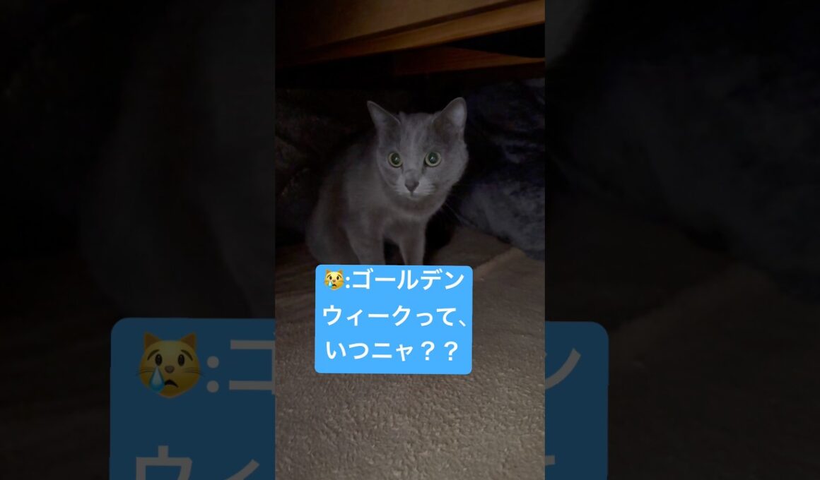 こたつ片付けないで😭 #猫 #ロシアンブルー #catshorts #shorts