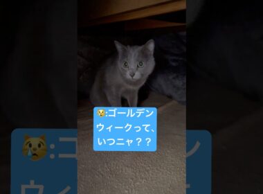 こたつ片付けないで😭 #猫 #ロシアンブルー #catshorts #shorts