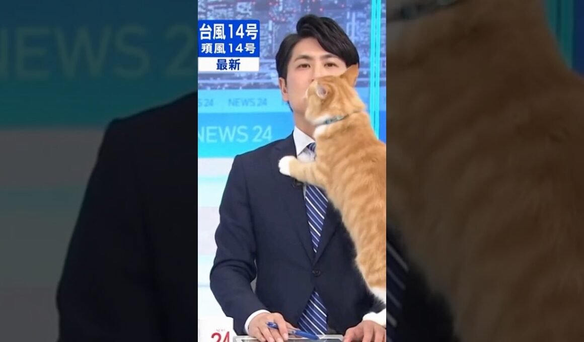 放送事故！突然のお客猫に負けないキャスター