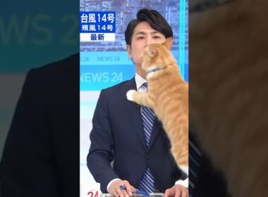 放送事故！突然のお客猫に負けないキャスター