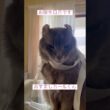 お誕生日月です #ねこ動画 #アメリカンカール #猫のいる暮らし