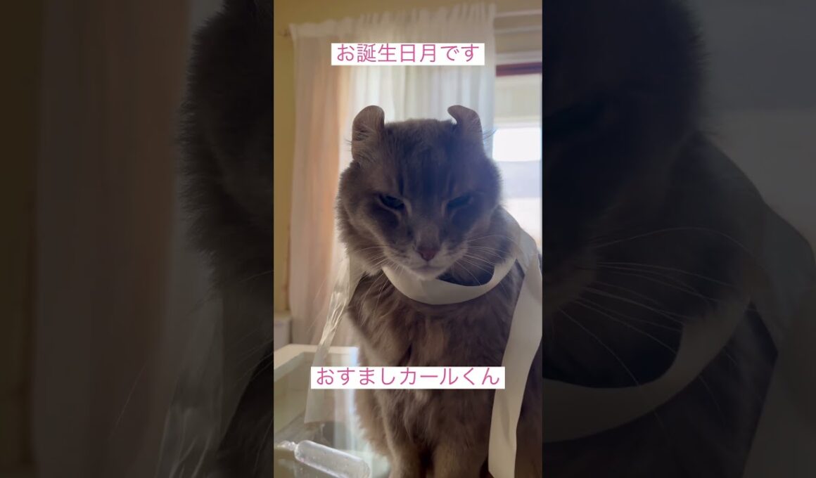 お誕生日月です #ねこ動画 #アメリカンカール #猫のいる暮らし