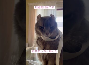 お誕生日月です #ねこ動画 #アメリカンカール #猫のいる暮らし