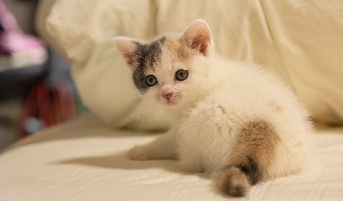 【ぽてと生誕8周年】可愛すぎる子猫を保護してから1歳になるまでの成長記録をギュッとまとめました！【誕生日】