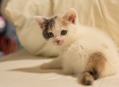 【ぽてと生誕8周年】可愛すぎる子猫を保護してから1歳になるまでの成長記録をギュッとまとめました！【誕生日】