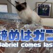 バーマン猫ラフとガブ【締めはガブ】Gabriel comes last（バーマン猫）Birman/Cat