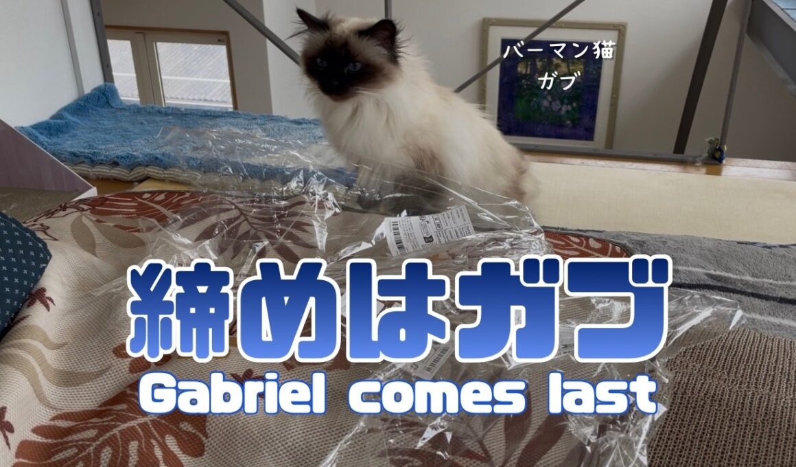 バーマン猫ラフとガブ【締めはガブ】Gabriel comes last（バーマン猫）Birman/Cat