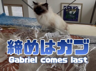 バーマン猫ラフとガブ【締めはガブ】Gabriel comes last（バーマン猫）Birman/Cat
