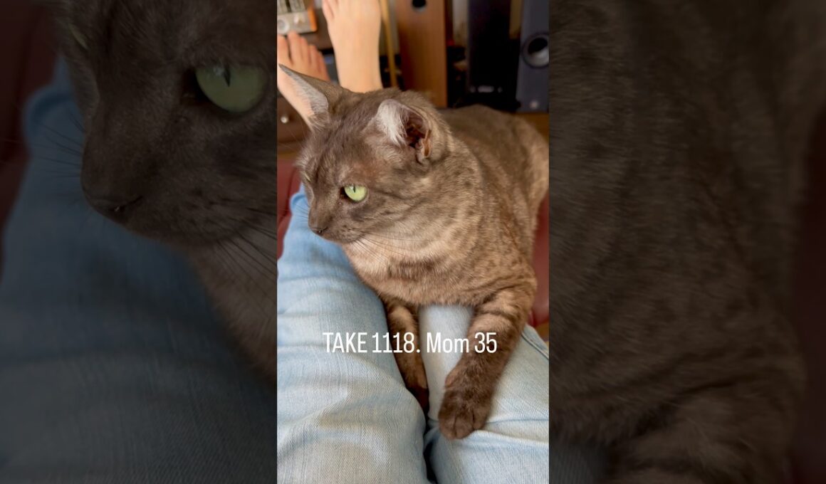 足の間になんか何も隠してないよ😅　爪が伸びたから、ジーンズを通して刺さっていだがった🥹#egyptianmaucat #エジプシャンマウ #エジプシャンマウの仲間たち #shorts #猫と暮らす