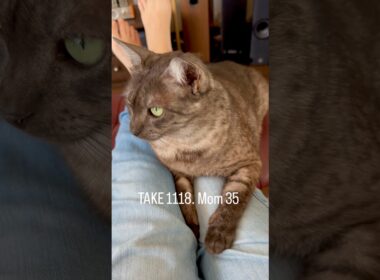 足の間になんか何も隠してないよ😅　爪が伸びたから、ジーンズを通して刺さっていだがった🥹#egyptianmaucat #エジプシャンマウ #エジプシャンマウの仲間たち #shorts #猫と暮らす