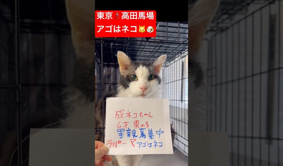 #ラパーマ　#里親募集中