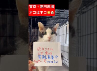 #ラパーマ　#里親募集中
