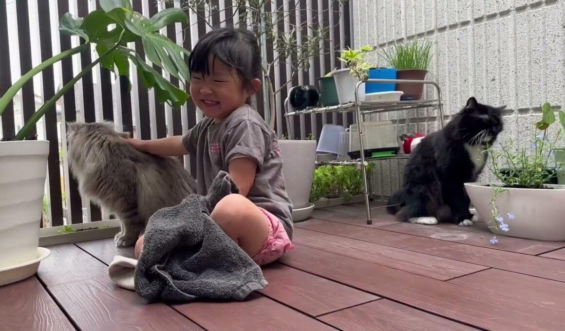 リード付き散歩だとすぐ帰りたがる猫　サイベリアンCats that are on a leash during walks tend to want to go home. Siberian