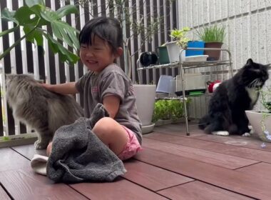 リード付き散歩だとすぐ帰りたがる猫　サイベリアンCats that are on a leash during walks tend to want to go home. Siberian