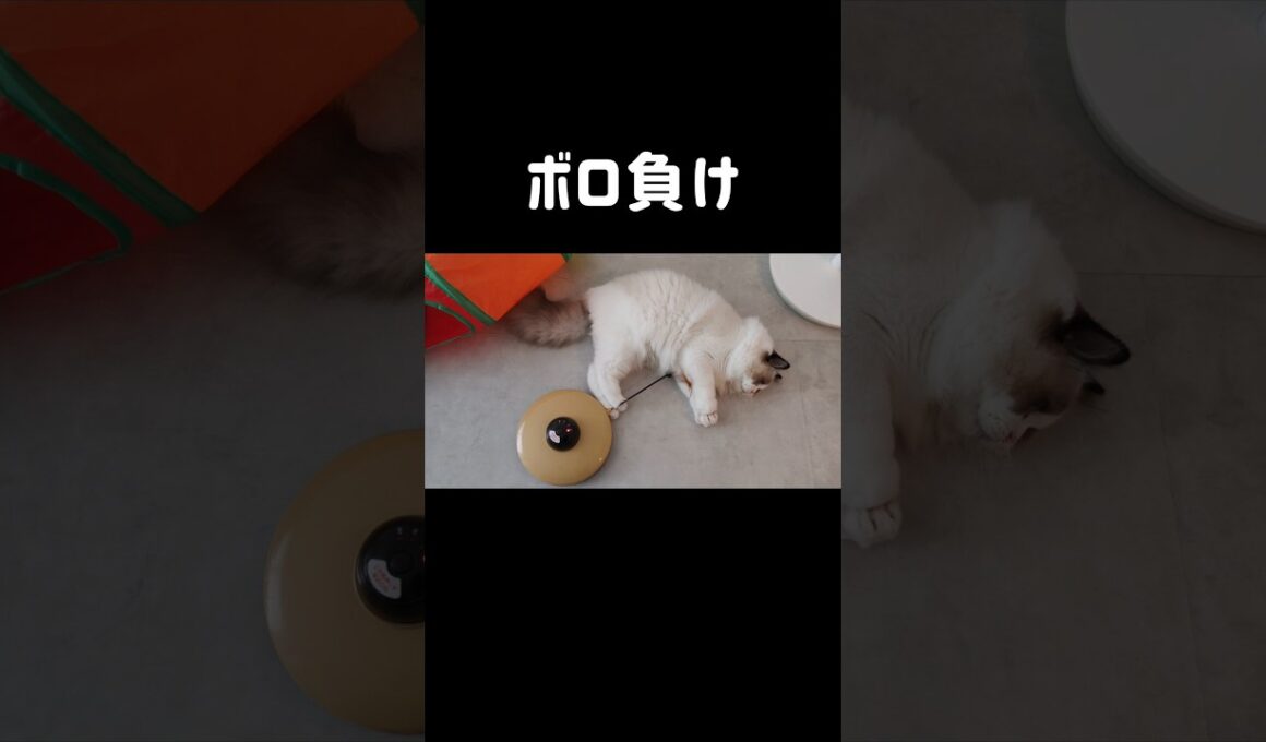 おっとりマン🐼 #shorts #猫 #子猫 #ラグドール #甘えん坊猫 #猫のいる暮らし