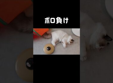 おっとりマン🐼 #shorts #猫 #子猫 #ラグドール #甘えん坊猫 #猫のいる暮らし