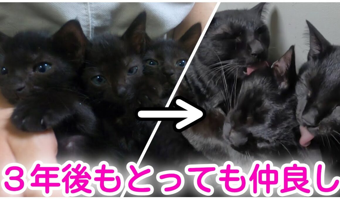 子猫だった三兄弟、３年後も相変わらず仲良しです
