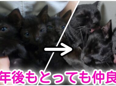 子猫だった三兄弟、３年後も相変わらず仲良しです