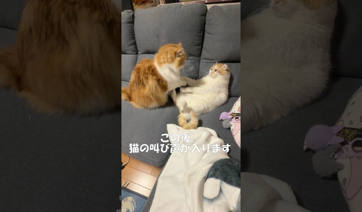 携帯電話にビビる猫 #cat #猫のいる暮らし #アメリカンカール