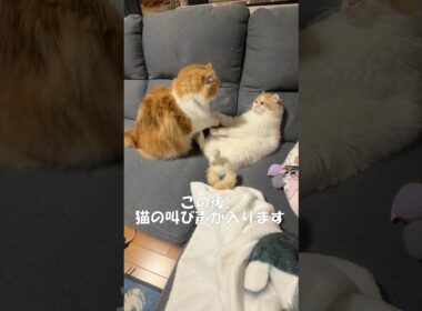 携帯電話にビビる猫 #cat #猫のいる暮らし #アメリカンカール