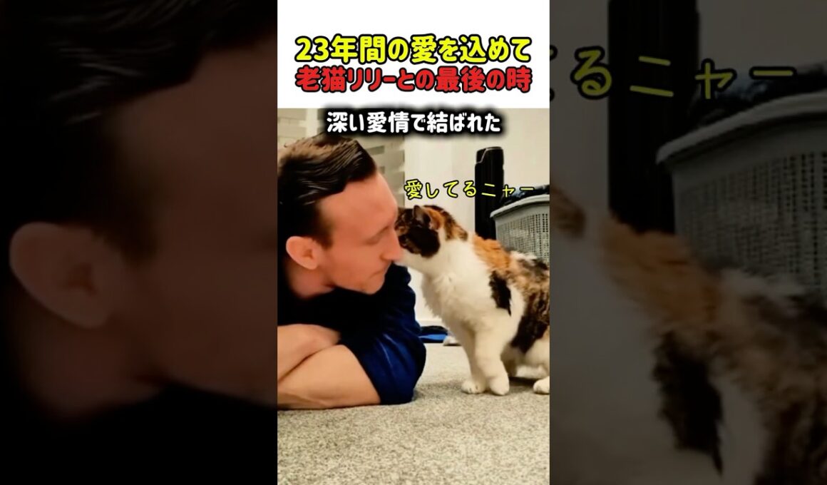【感動】「ありがとう」を伝える時間。23歳の愛猫リリーと迎える後悔しないための日々　#猫 #ねこ #ニャンコ #猫動画 #感動動画 #涙 #猫のいる暮らし #飼い主と猫 #真の愛 #愛 #shorts
